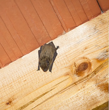 Annapolis bat in attic 