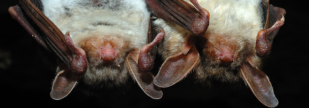 va bat removal services